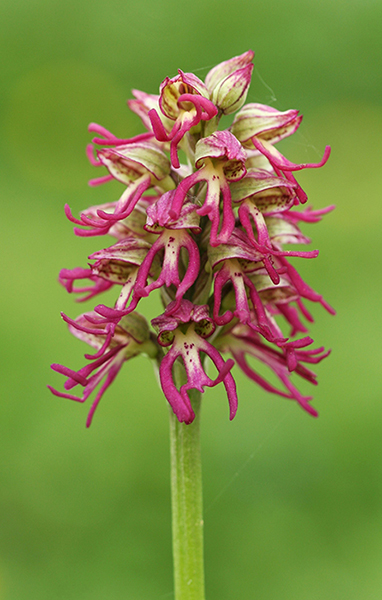 Orchis ×bergonii